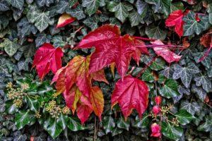 Фото Борная кислота с тальком, пудра гигиеническая, пакетик 10 г